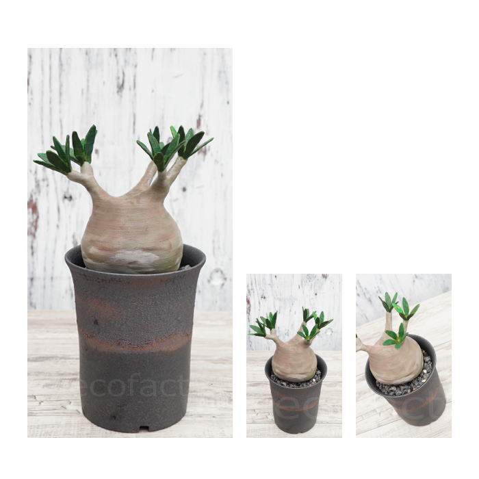 陶器鉢 植木鉢 5号 ラッパ型 金彩 ゴールド/ブラック おしゃれ プランター 園芸鉢 かみ山陶器 信楽焼 観葉植物 アガベ サボテン ビザールプランツ 塊根植物 コーデックス 多肉植物 ポット