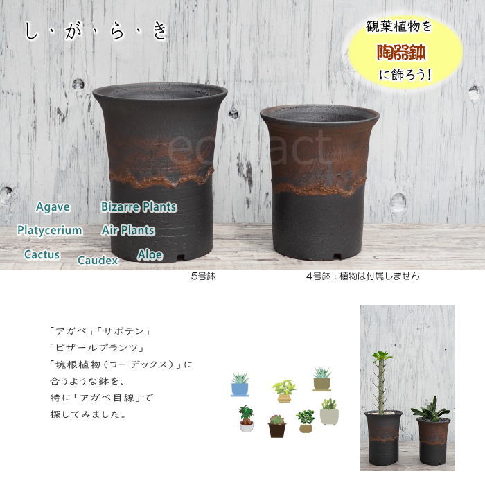陶器鉢 植木鉢 4号 ラッパ型 金彩 ゴールド/ブラック おしゃれ プランター 園芸鉢 かみ山陶器 信楽焼 観葉植物 アガベ サボテン ビザールプランツ 塊根植物 コーデックス 多肉植物 ポット