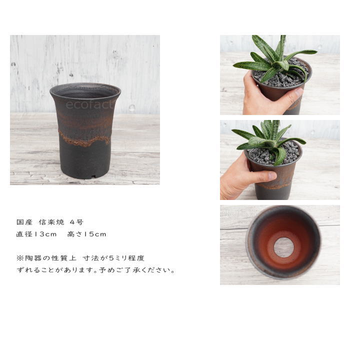 陶器鉢 植木鉢 4号 ラッパ型 金彩 ゴールド/ブラック おしゃれ プランター 園芸鉢 かみ山陶器 信楽焼 観葉植物 アガベ サボテン ビザールプランツ 塊根植物 コーデックス 多肉植物 ポット