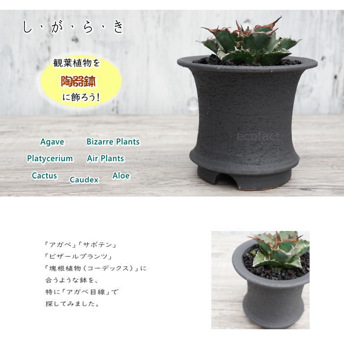 陶器鉢 植木鉢 5号 底穴あり 艶消黒高脚 ブラック サナ無し おしゃれ プランター 園芸鉢 信楽焼 かみ山陶器 観葉植物 アガベ サボテン ビザールプランツ 塊根植物 コーデックス 多肉植物 ポット