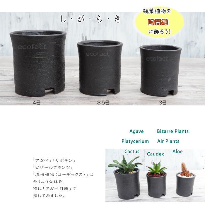 陶器鉢 植木鉢 3号ショートタイプ 筒型 ブラック 艶消し黒 おしゃれ プランター 園芸鉢 かみ山陶器 信楽焼 観葉植物 アガベ サボテン ビザールプランツ 塊根植物 コーデックス 多肉植物 ポット (コピー)