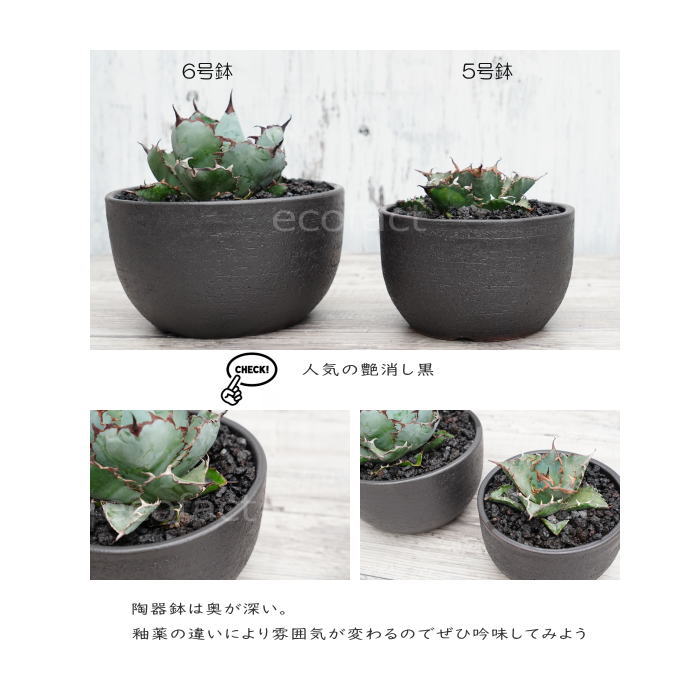 陶器鉢 植木鉢 6号 丸型 艶消し 黒 ブラック おしゃれ プランター 園芸鉢 かみ山陶器 信楽焼 アガベ サボテン ビザールプランツ 塊根植物 コーデックス 多肉植物 観葉植物 ポット