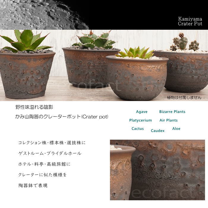 陶器鉢 植木鉢 4号 クレーターポット φ12.5cm 中深丸 ゴールド/ブラック おしゃれ プランター 園芸鉢 信楽焼 かみ山陶器 観葉植物 アガベ サボテン ビザールプランツ 塊根植物 コーデックス 多肉植物 ポット