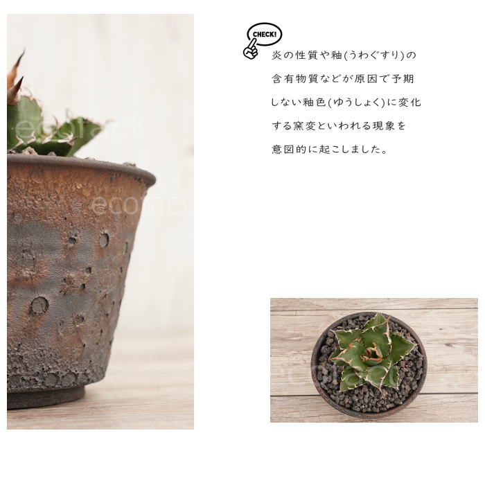 陶器鉢 植木鉢 5号 クレーターポット φ15cm 中深 ゴールド/ブラック おしゃれ プランター 園芸鉢 信楽焼 かみ山陶器 観葉植物 アガベ サボテン ビザールプランツ 塊根植物 コーデックス 多肉植物 ポット