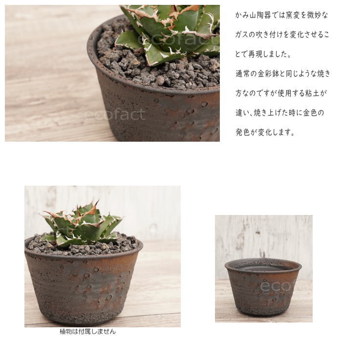 陶器鉢 植木鉢 5号 クレーターポット φ15cm 中深 ゴールド/ブラック おしゃれ プランター 園芸鉢 信楽焼 かみ山陶器 観葉植物 アガベ サボテン ビザールプランツ 塊根植物 コーデックス 多肉植物 ポット