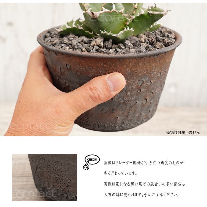 陶器鉢 植木鉢 5号 クレーターポット φ15cm 中深 ゴールド/ブラック おしゃれ プランター 園芸鉢 信楽焼 かみ山陶器 観葉植物 アガベ サボテン ビザールプランツ 塊根植物 コーデックス 多肉植物 ポット