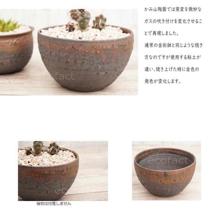 陶器鉢 植木鉢 5号 クレーターポット φ15cm 中深丸 ゴールド/ブラック おしゃれ プランター 園芸鉢 信楽焼 かみ山陶器 観葉植物 アガベ サボテン ビザールプランツ 塊根植物 コーデックス 多肉植物 ポット