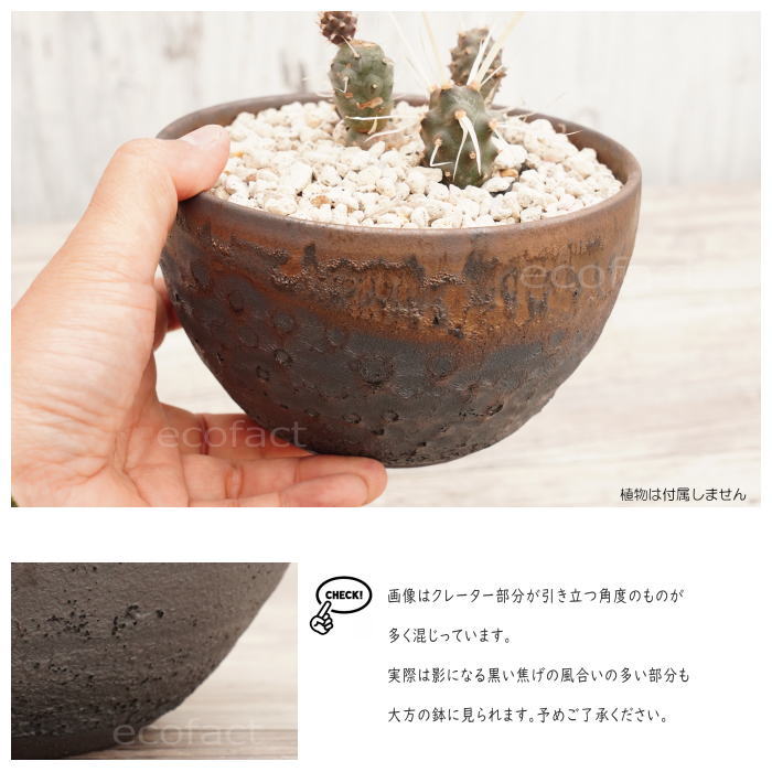 陶器鉢 植木鉢 5号 クレーターポット φ15cm 中深丸 ゴールド/ブラック おしゃれ プランター 園芸鉢 信楽焼 かみ山陶器 観葉植物 アガベ サボテン ビザールプランツ 塊根植物 コーデックス 多肉植物 ポット