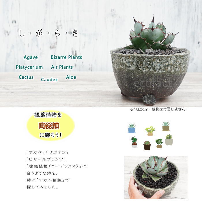 陶器鉢 植木鉢 φ18.5cm 青窯変脚付 ブルー系 おしゃれ プランター 園芸鉢 かみ山陶器 信楽焼 観葉植物 アガベ サボテン ビザールプランツ 塊根植物 コーデックス 多肉植物 ポット