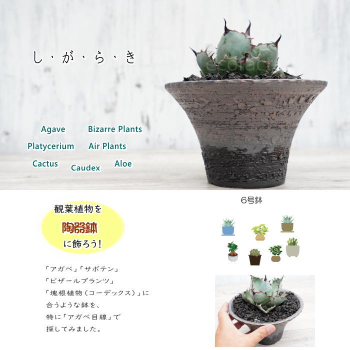 陶器鉢 植木鉢 6号 銀彩ソリ型 シルバー系 おしゃれ プランター 園芸鉢 かみ山陶器 信楽焼 観葉植物 アガベ サボテン ビザールプランツ 塊根植物 コーデックス 多肉植物 ポット
