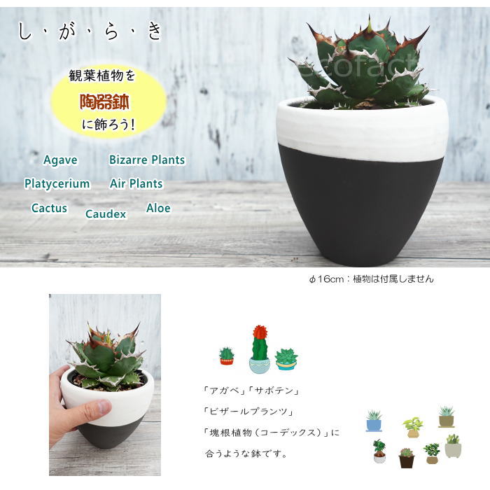 陶器鉢 植木鉢 小鉢 底穴あり MATPOT マットポット ホワイト/ブラック 艶消し白黒 φ16cm おしゃれ プランター 園芸鉢 信楽焼(しがらきやき)かみ山陶器 コーデックス 塊根植物