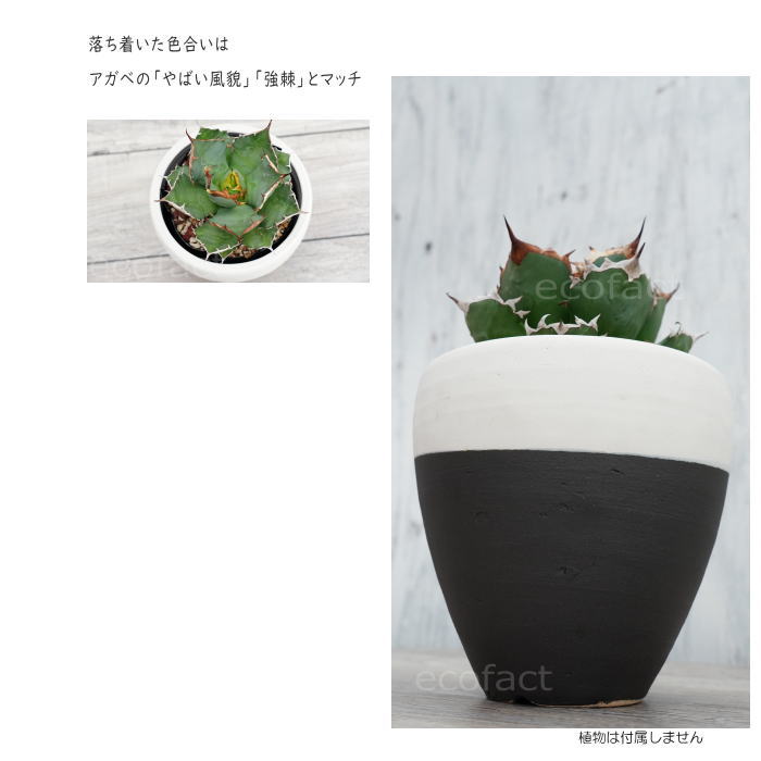 陶器鉢 植木鉢 小鉢 底穴あり MATPOT マットポット ホワイト/ブラック 艶消し白黒 φ16cm おしゃれ プランター 園芸鉢 信楽焼(しがらきやき)かみ山陶器 コーデックス 塊根植物