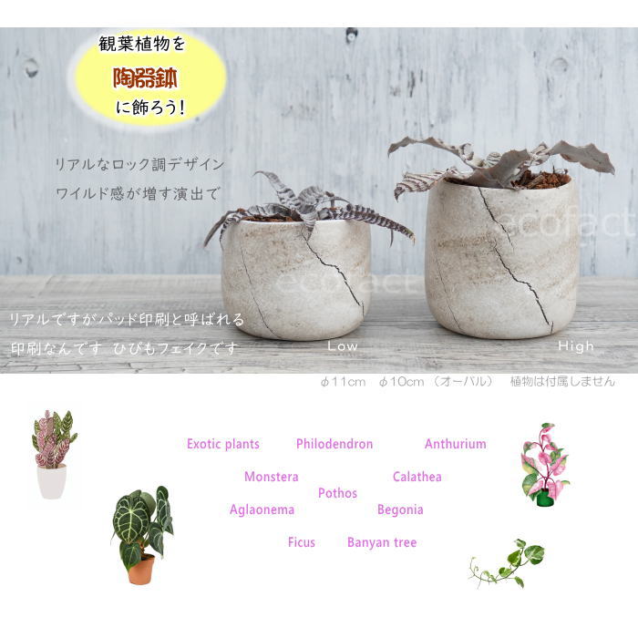 フラワーポット植木鉢 おしゃれ 陶器鉢 ミニポット 底穴あり ボルカハイ ストーン φ11cm (10cm) プランター 園芸鉢 観葉植物 多肉植物 熱帯植物 エキゾチックプランツ