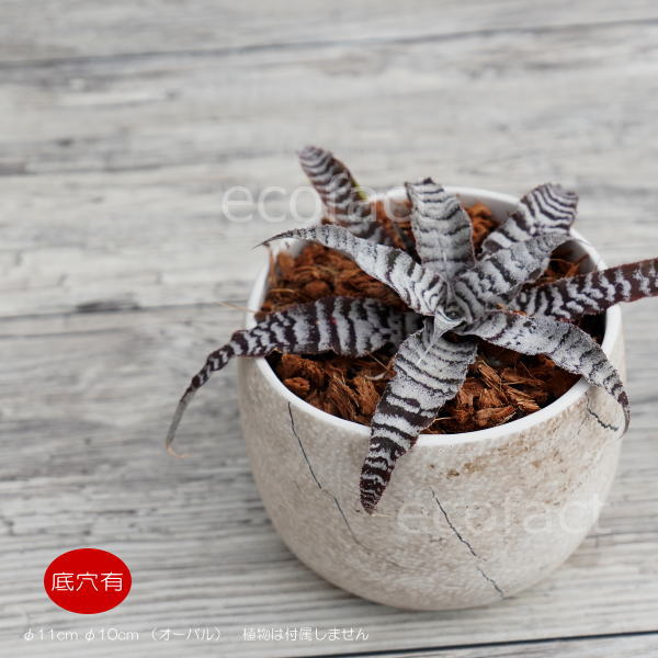 フラワーポット 植木鉢 おしゃれ 陶器鉢 ミニポット 底穴あり ボルカロウ ストーン φ11cm (10cm) プランター 園芸鉢 観葉植物 多肉植物 熱帯植物 エキゾチックプランツ