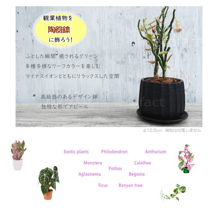 フラワーポット 植木鉢 おしゃれ 陶器鉢 ミニポット リベロ 黒マットM 星口絞り型 φ12.5cm プランター 園芸鉢 観葉植物 多肉植物 熱帯植物 エキゾチックプランツ アグラオネマ カラテア