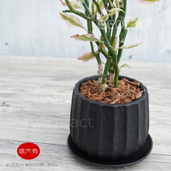 フラワーポット 植木鉢 おしゃれ 陶器鉢 ミニポット リベロ 黒マットM 星口絞り型 φ12.5cm プランター 園芸鉢 観葉植物 多肉植物 熱帯植物 エキゾチックプランツ アグラオネマ カラテア