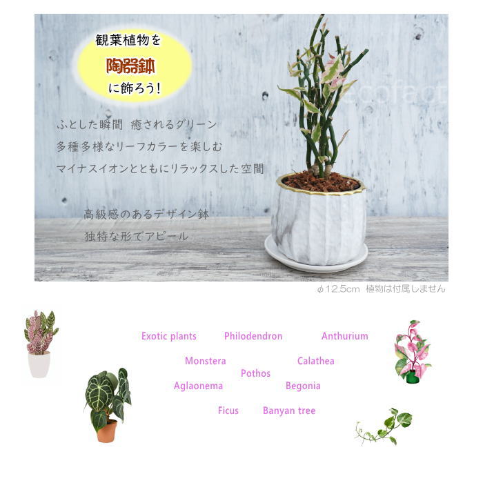 フラワーポット 植木鉢 おしゃれ 陶器鉢 ミニポット リベロ ゴールド 白マットM 星口絞り型 φ12.5cm プランター 園芸鉢 観葉植物 多肉植物 熱帯植物 エキゾチックプランツ アグラオネマ カラテア