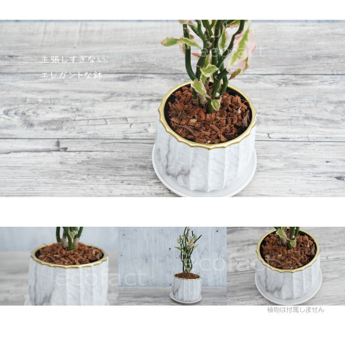フラワーポット 植木鉢 おしゃれ 陶器鉢 ミニポット リベロ ゴールド 白マットM 星口絞り型 φ12.5cm プランター 園芸鉢 観葉植物 多肉植物 熱帯植物 エキゾチックプランツ アグラオネマ カラテア