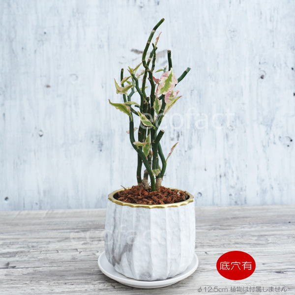 フラワーポット 植木鉢 おしゃれ 陶器鉢 ミニポット リベロ ゴールド 白マットM 星口絞り型 φ12.5cm プランター 園芸鉢 観葉植物 多肉植物 熱帯植物 エキゾチックプランツ アグラオネマ カラテア