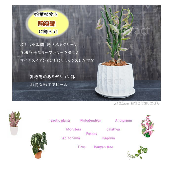 フラワーポット 植木鉢 おしゃれ 陶器鉢 ミニポット リベロ 白 M 星口絞り型 φ12.5cm プランター 園芸鉢 観葉植物 多肉植物 熱帯植物 エキゾチックプランツ アグラオネマ カラテア
