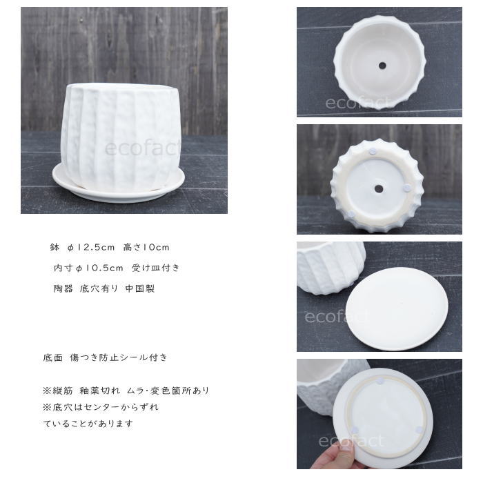 フラワーポット 植木鉢 おしゃれ 陶器鉢 ミニポット リベロ 白 M 星口絞り型 φ12.5cm プランター 園芸鉢 観葉植物 多肉植物 熱帯植物 エキゾチックプランツ アグラオネマ カラテア