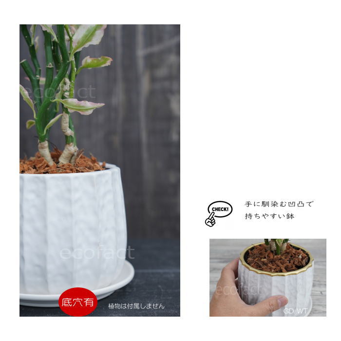 フラワーポット 植木鉢 おしゃれ 陶器鉢 ミニポット リベロ 白 M 星口絞り型 φ12.5cm プランター 園芸鉢 観葉植物 多肉植物 熱帯植物 エキゾチックプランツ アグラオネマ カラテア