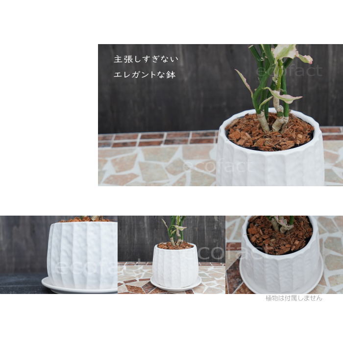 フラワーポット 植木鉢 おしゃれ 陶器鉢 ミニポット リベロ 白 M 星口絞り型 φ12.5cm プランター 園芸鉢 観葉植物 多肉植物 熱帯植物 エキゾチックプランツ アグラオネマ カラテア