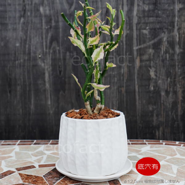 フラワーポット 植木鉢 おしゃれ 陶器鉢 ミニポット リベロ 白 M 星口絞り型 φ12.5cm プランター 園芸鉢 観葉植物 多肉植物 熱帯植物 エキゾチックプランツ アグラオネマ カラテア