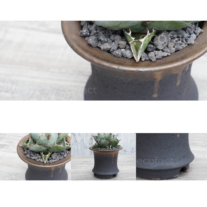 かっこいい 陶器鉢 植木鉢 5号 底穴あり 金彩高脚 ブラック サナ無し おしゃれ プランター 園芸鉢 信楽焼 かみ山陶器 観葉植物 アガベ サボテン ビザールプランツ 塊根植物 コーデックス 多肉植物 ポット