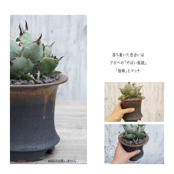 かっこいい 陶器鉢 植木鉢 5号 底穴あり 金彩高脚 ブラック サナ無し おしゃれ プランター 園芸鉢 信楽焼 かみ山陶器 観葉植物 アガベ サボテン ビザールプランツ 塊根植物 コーデックス 多肉植物 ポット