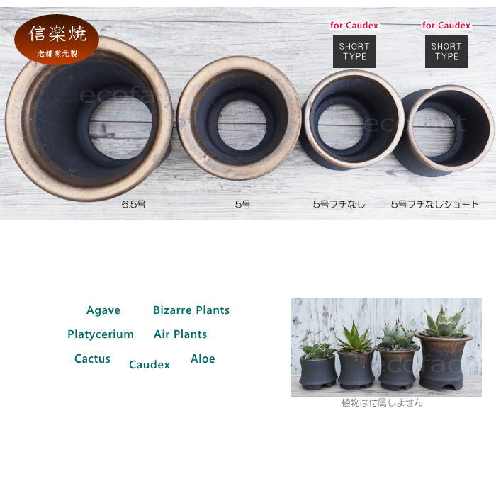 かっこいい 陶器鉢 植木鉢 6.5号 底穴あり サナなし 金彩高脚 ブラック おしゃれ プランター 園芸鉢 信楽焼 かみ山陶器 観葉植物 アガベ サボテン ビザールプランツ 塊根植物 コーデックス 多肉植物 ポット