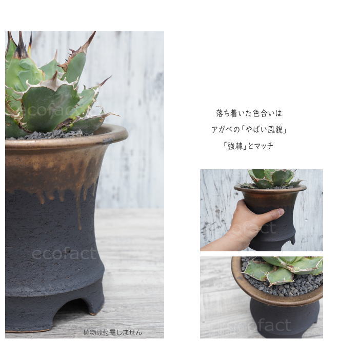 かっこいい 陶器鉢 植木鉢 6.5号 底穴あり サナなし 金彩高脚 ブラック おしゃれ プランター 園芸鉢 信楽焼 かみ山陶器 観葉植物 アガベ サボテン ビザールプランツ 塊根植物 コーデックス 多肉植物 ポット