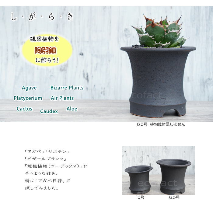 かっこいい 陶器鉢 植木鉢 6.5号 底穴あり サナなし 艶消黒高脚 ブラック おしゃれ プランター 園芸鉢 信楽焼 かみ山陶器 観葉植物 アガベ サボテン ビザールプランツ 塊根植物 コーデックス 多肉植物 ポット