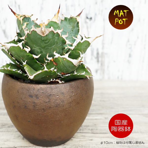 陶器鉢 植木鉢 小鉢 底穴あり MATPOT マットポットS シャビーゴールド φ10cm おしゃれ プランター 園芸鉢 信楽焼(しがらきやき)かみ山陶器 コーデックス 塊根植物