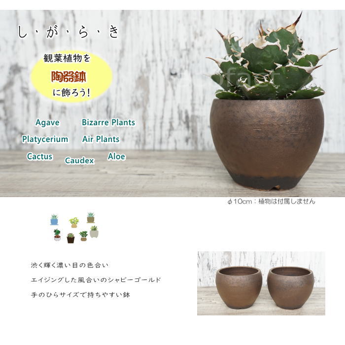 陶器鉢 植木鉢 小鉢 底穴あり MATPOT マットポットS シャビーゴールド φ10cm おしゃれ プランター 園芸鉢 信楽焼(しがらきやき)かみ山陶器 コーデックス 塊根植物