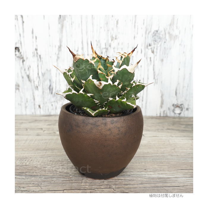 陶器鉢 植木鉢 小鉢 底穴あり MATPOT マットポットS シャビーゴールド φ10cm おしゃれ プランター 園芸鉢 信楽焼(しがらきやき)かみ山陶器 コーデックス 塊根植物