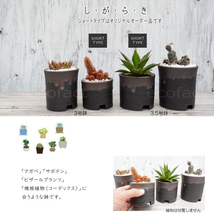 陶器鉢 植木鉢 3.5号ショートタイプ 筒型 金彩 ゴールド/ブラック おしゃれ プランター 園芸鉢 かみ山陶器 信楽焼 観葉植物 アガベ サボテン ビザールプランツ 塊根植物 コーデックス 多肉植物 ポット