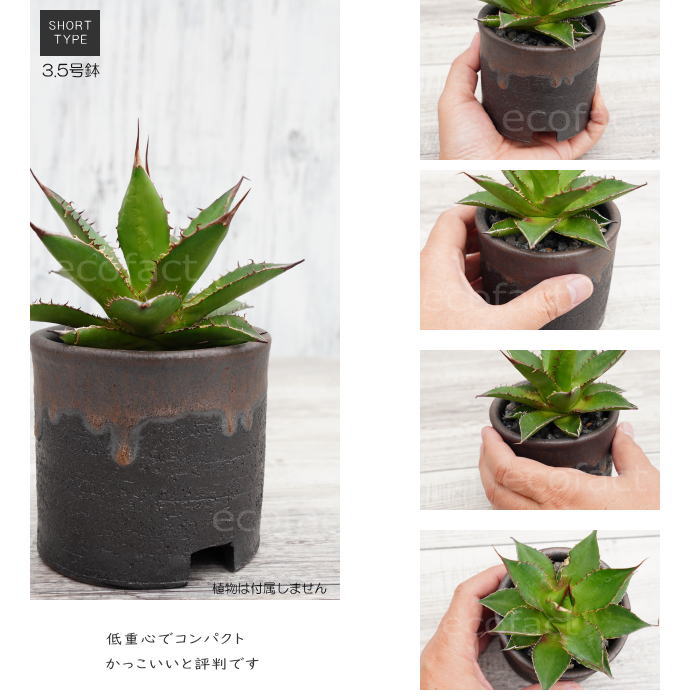 陶器鉢 植木鉢 3.5号ショートタイプ 筒型 金彩 ゴールド/ブラック おしゃれ プランター 園芸鉢 かみ山陶器 信楽焼 観葉植物 アガベ サボテン ビザールプランツ 塊根植物 コーデックス 多肉植物 ポット