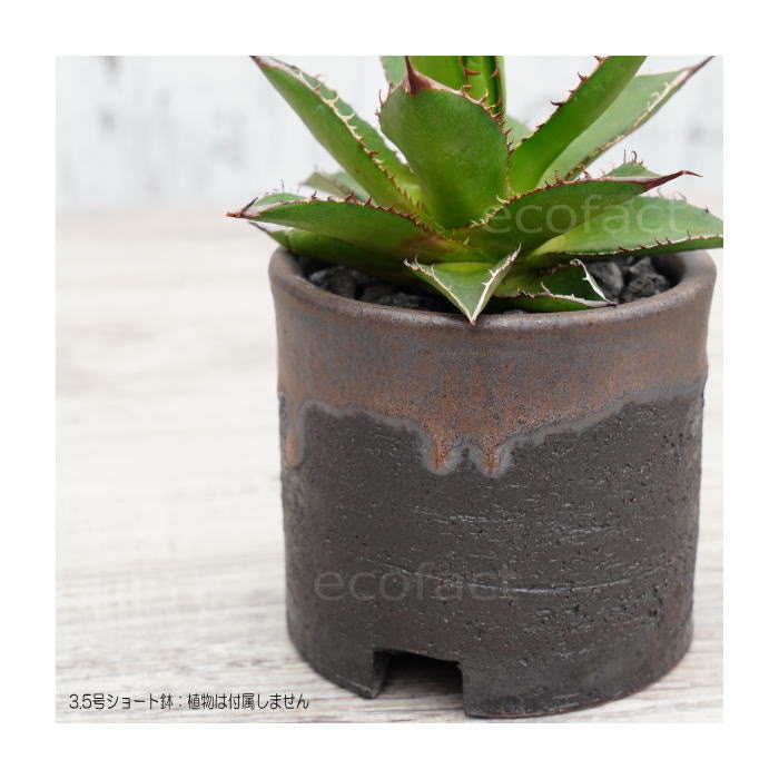 陶器鉢 植木鉢 3.5号ショートタイプ 筒型 金彩 ゴールド/ブラック おしゃれ プランター 園芸鉢 かみ山陶器 信楽焼 観葉植物 アガベ サボテン ビザールプランツ 塊根植物 コーデックス 多肉植物 ポット