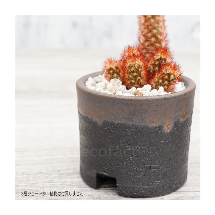 陶器鉢 植木鉢 3号ショートタイプ 筒型 金彩 ゴールド/ブラック おしゃれ プランター 園芸鉢 かみ山陶器 信楽焼 観葉植物 アガベ サボテン ビザールプランツ 塊根植物 コーデックス 多肉植物 ポット