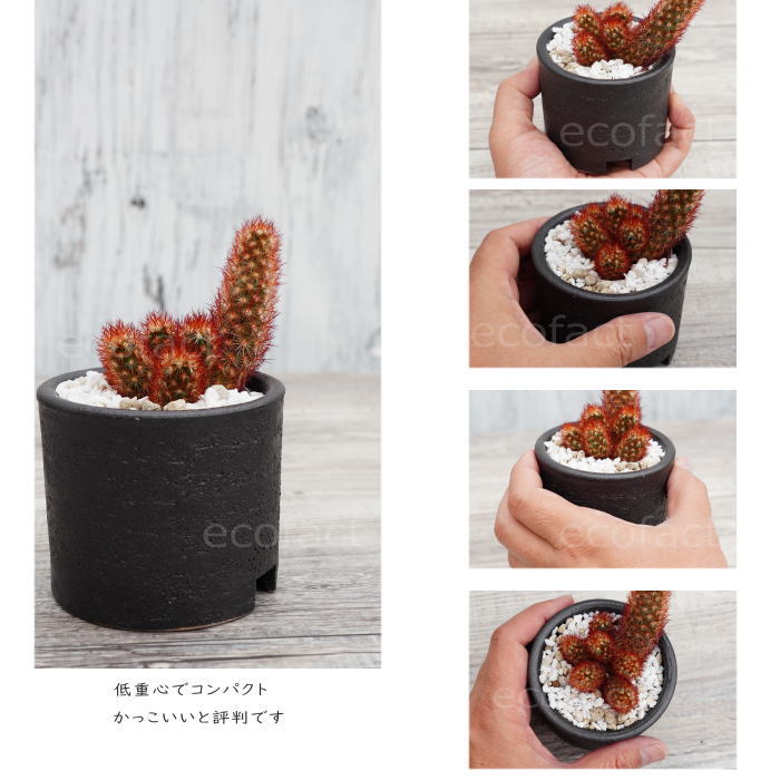 陶器鉢 植木鉢 3号ショートタイプ 筒型 ブラック 艶消し黒 おしゃれ プランター 園芸鉢 かみ山陶器 信楽焼 観葉植物 アガベ サボテン ビザールプランツ 塊根植物 コーデックス 多肉植物 ポット (コピー)