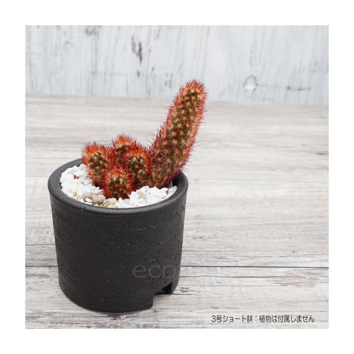陶器鉢 植木鉢 3号ショートタイプ 筒型 ブラック 艶消し黒 おしゃれ プランター 園芸鉢 かみ山陶器 信楽焼 観葉植物 アガベ サボテン ビザールプランツ 塊根植物 コーデックス 多肉植物 ポット (コピー)