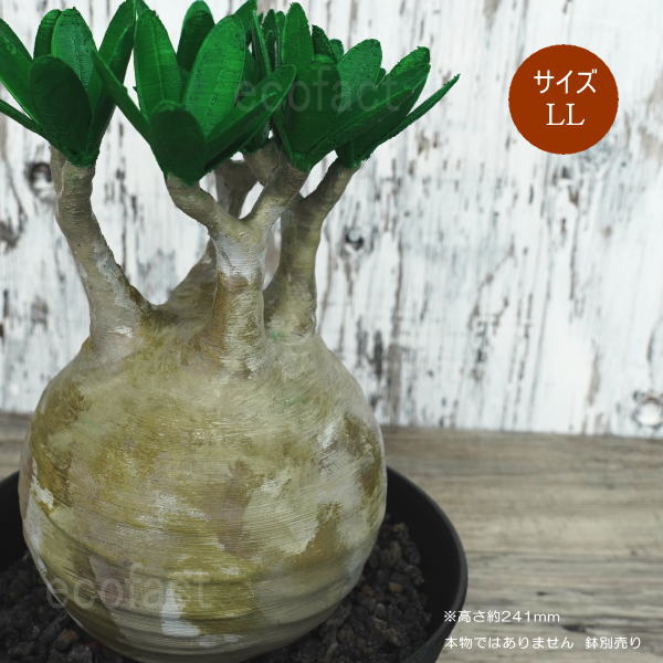 フェイクグリーン 3D フィギュア パキポディウム グラキリス リアル LLサイズ 241mm オーナメント 造花 人工観葉植物 良形 美株 樹脂 造形 塊根植物 コーデックス 多肉植物 おしゃれ ガーデニング 雑貨 LOBINDON 鉢別売り