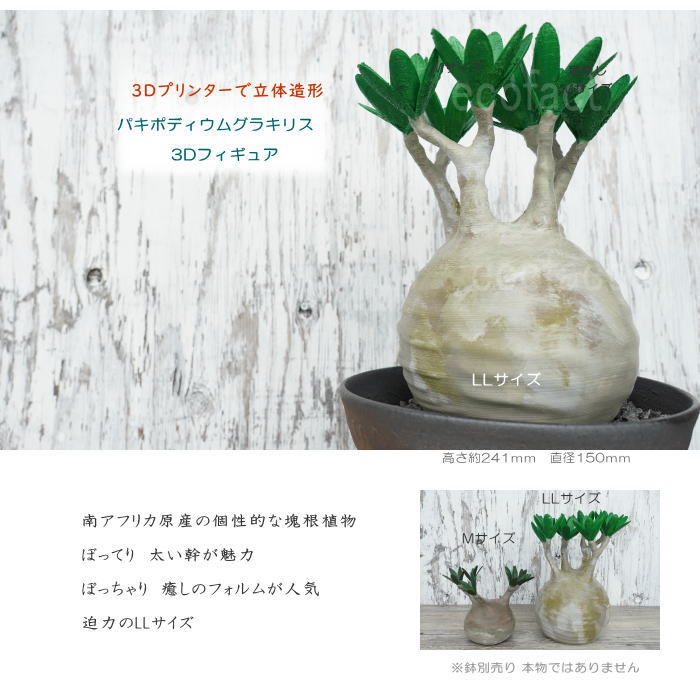 フェイクグリーン 3D フィギュア パキポディウム グラキリス リアル LLサイズ 241mm オーナメント 造花 人工観葉植物 良形 美株 樹脂 造形 塊根植物 コーデックス 多肉植物 おしゃれ ガーデニング 雑貨 LOBINDON 鉢別売り