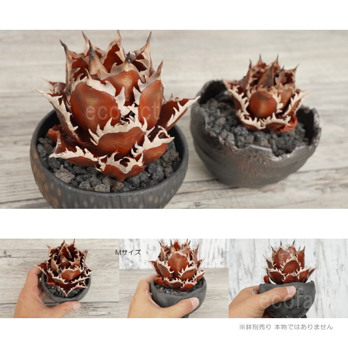 フェイクグリーン 3D フィギュア アガベ チタノタ レッドキャットウィーズル デッドリーフ Mサイズ φ125mm オーナメント 造花 人工観葉植物 強棘 良形 美株 樹脂 造形 塊根植物 コーデックス 多肉植物 おしゃれ ガーデニング 雑貨 LOBINDON 鉢別売り