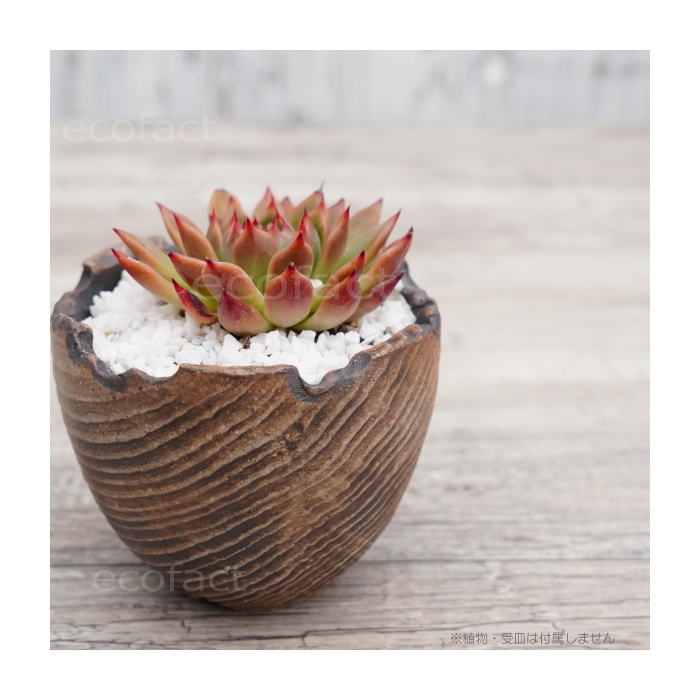 陶器鉢 植木鉢 ミニポット 底穴あり BUNGA POT セラウッド(小) φ9.5cm おしゃれ かわいい プランター 宝寿窯 有田焼 陶芸鉢 観葉植物 アガベ サボテン ビザールプランツ 塊根植物 コーデックス 多肉植物