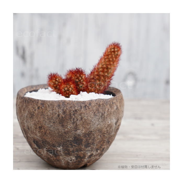 陶器鉢 植木鉢 ミニポット 底穴あり BUNGA POT ムーン(小) φ10.5cm おしゃれ かわいい プランター 宝寿窯 有田焼 陶芸鉢 観葉植物 アガベ サボテン ビザールプランツ 塊根植物 コーデックス 多肉植物