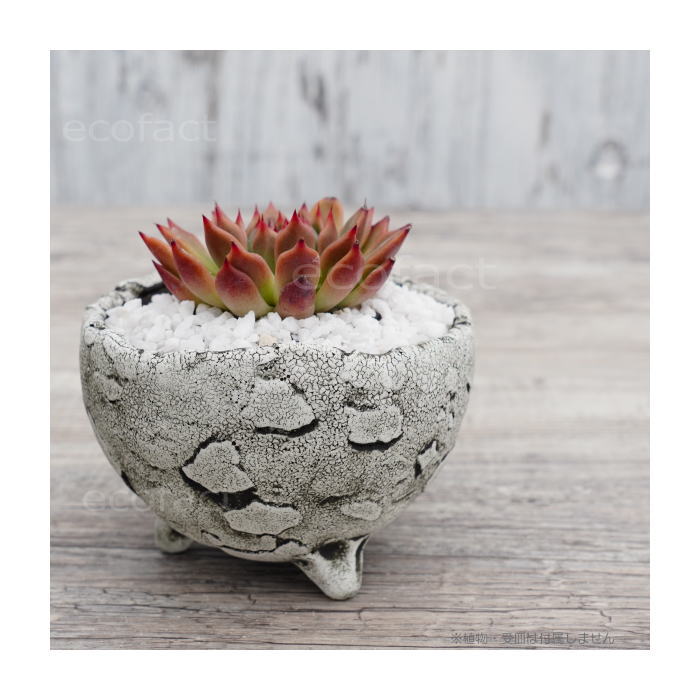 陶器鉢 植木鉢 ミニポット 底穴あり BUNGA POT エッグ(S) (ホワイト/グレイ) φ10.5cm おしゃれ かわいい プランター 宝寿窯 有田焼 陶芸鉢 観葉植物 アガベ サボテン ビザールプランツ 塊根植物 コーデックス 多肉植物