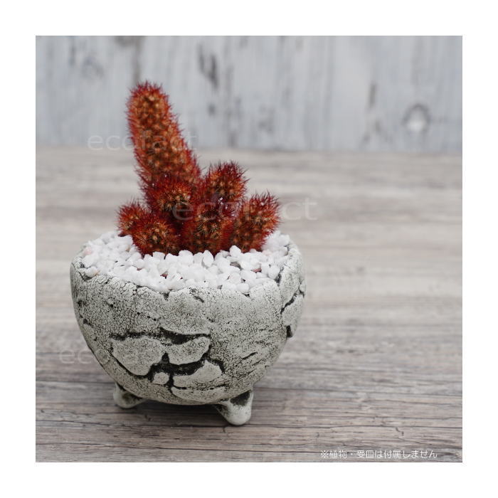 陶器鉢 植木鉢 ミニポット 底穴あり BUNGA POT エッグ(SS)白 ホワイト φ9cm おしゃれ かわいい プランター 宝寿窯 有田焼 陶芸鉢 観葉植物 アガベ サボテン ビザールプランツ 塊根植物 コーデックス 多肉植物