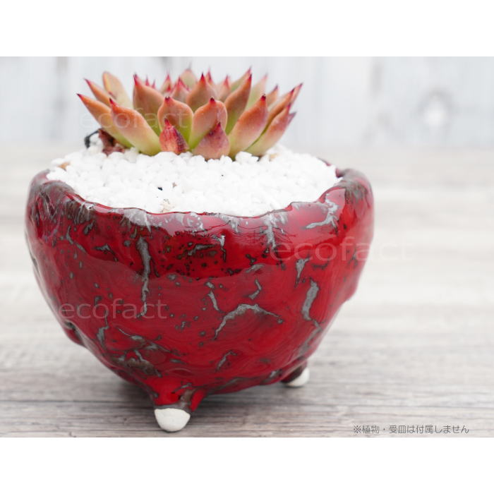 陶器鉢 植木鉢 ミニポット 底穴あり BUNGA POT マグマ(S)赤 レッド φ10.5cm おしゃれ かわいい プランター 宝寿窯 有田焼 陶芸鉢 観葉植物 アガベ サボテン ビザールプランツ 塊根植物 コーデックス 多肉植物